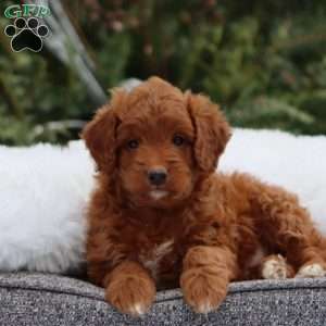 Fern, Mini Goldendoodle Puppy
